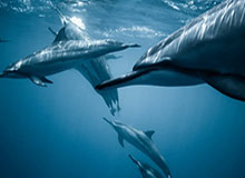 乐鱼娱乐平台-约翰逊33+21邹阳18+5 浙江击败福建取得5连胜